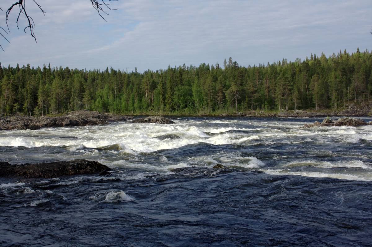 Forsande vatten mellan skogsklädda stränder i Vindel-Storforsen