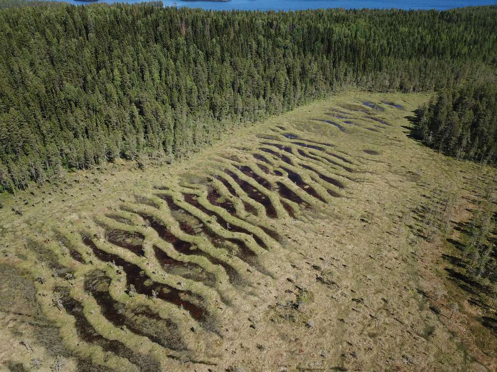 Flarkkärr med öppna vattenytor och tuvsträngar i Västernorrland