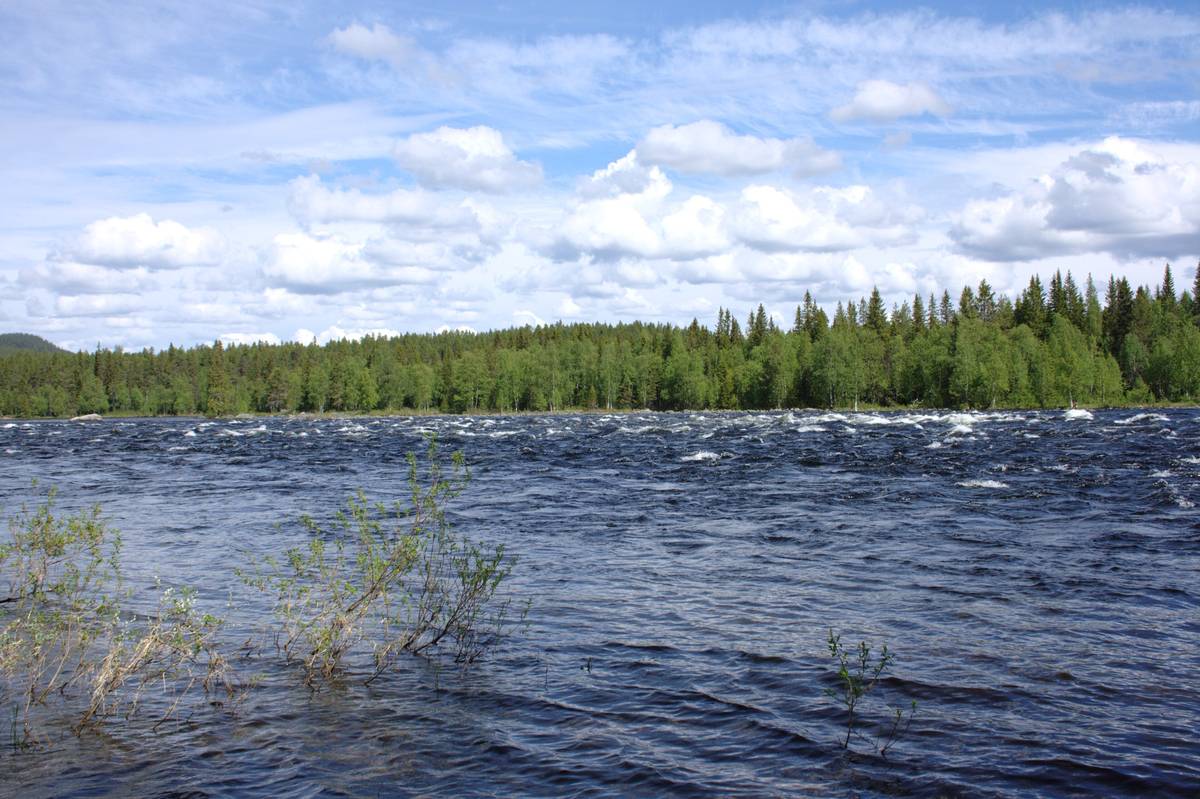 Stensundsforsen i Vindelälven med skummande vatten mellan stenar